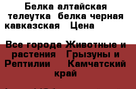 Белка алтайская телеутка, белка черная кавказская › Цена ­ 5 000 - Все города Животные и растения » Грызуны и Рептилии   . Камчатский край